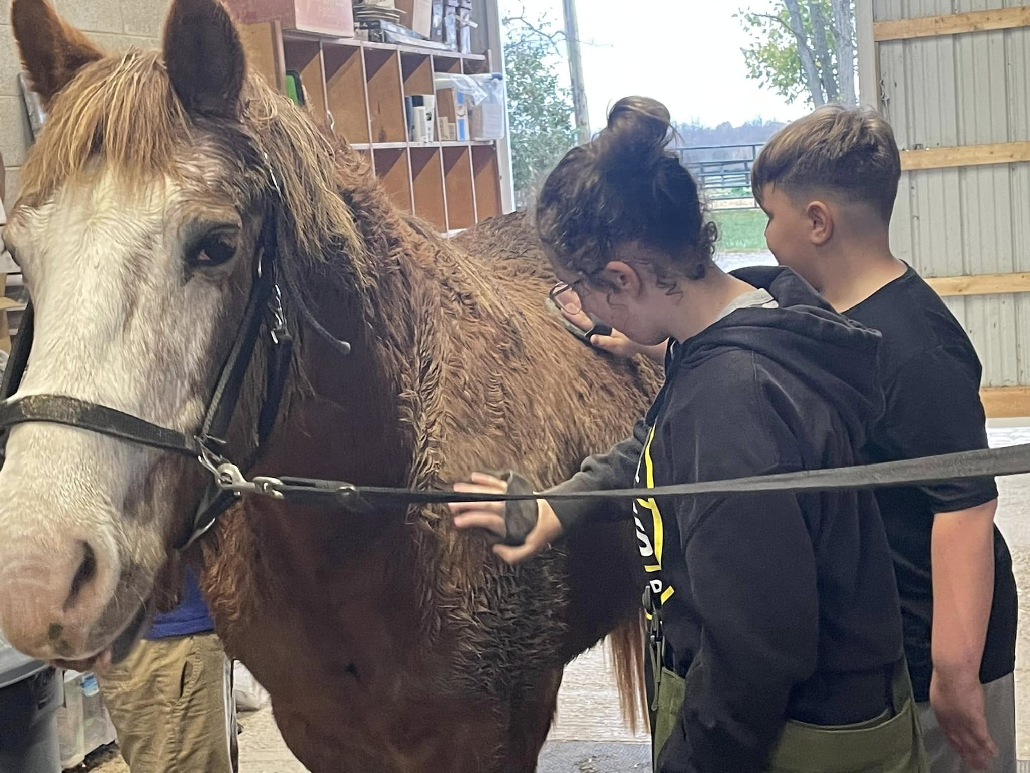 Learn how to take care of a horse.